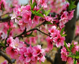 長沙、常德、張家界踏春之旅